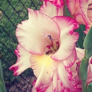 Meet your Posher, Sierra